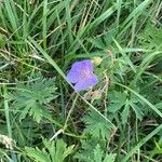 Geranium pratenseBlomma