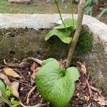 Ophioglossum reticulatum Листок