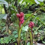 Musa velutina Fruto