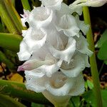 Goeppertia burle-marxii
