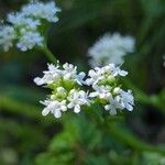 Valeriana woodsiana Květ