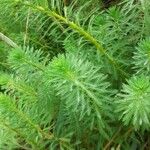 Myriophyllum aquaticum Feuille