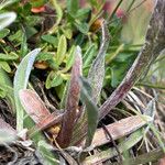 Antennaria carpatica Leaf