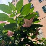 Brugmansia versicolor Bloem