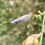 Genista cinerea Fruit