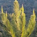 Pinus radiata Leaf