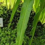 Microsorum punctatum Blatt