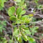 Chamaedaphne calyculata Blatt