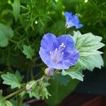 Phacelia parryi Floare