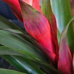 Guzmania lingulata Leaf