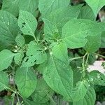 Solanum scabrum Leaf