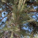 Picea mariana Blatt