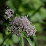 Valeriana montana Blüte