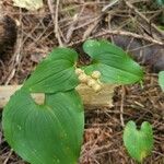 Maianthemum bifoliumপাতা