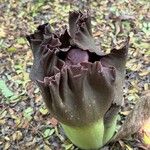 Amorphophallus paeoniifolius Virág