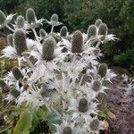 Eryngium giganteum Habitus