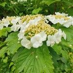 Viburnum plicatumKvět