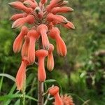 Aloe amudatensis 花
