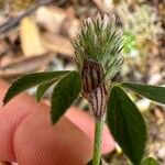 Trifolium striatum Květ
