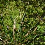 Fimbristylis aestivalis Habit