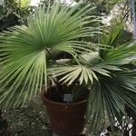 Tahina spectabilis Hábito