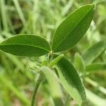 Trifolium ochroleucon Folla