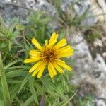 Inula ensifolia 花