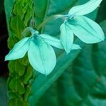 Ecbolium viride Flower