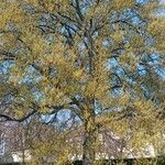 Quercus castaneifolia Habit