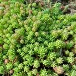 Sedum hispanicum Blatt