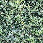 Ligustrum ovalifolium葉