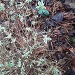 Pittosporum tenuifolium List