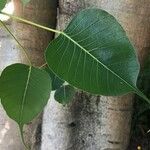 Ficus religiosa Folha