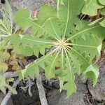 Sonchus pinnatifidus Folio