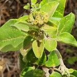 Jasminum fluminense Leaf