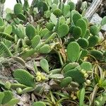 Tacinga inamoena Hoja