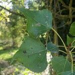 Populus x canadensis 葉