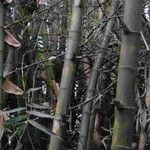 Bambusa blumeana Casca
