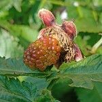 Rubus illecebrosus Fruit