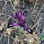 Iris reticulataÕis