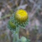 Inula montana Fleur