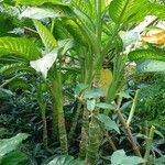 Dieffenbachia seguine Лист