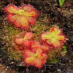 Drosera cuneifolia Leaf