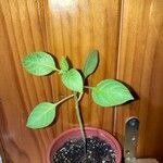 Capsicum pubescens Hoja