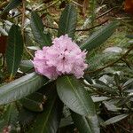 Rhododendron fulvum Blomst