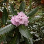 Rhododendron fulvum Квітка