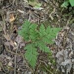 Botrychium virginianum 葉