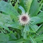 Centaurea sphaerocephala 果