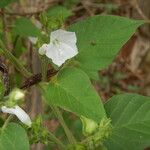Jacquemontia paniculata Blomst