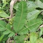 Mimosa pudica Φύλλο